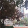 成都学区房之成都市石室联合中学（陕西街）