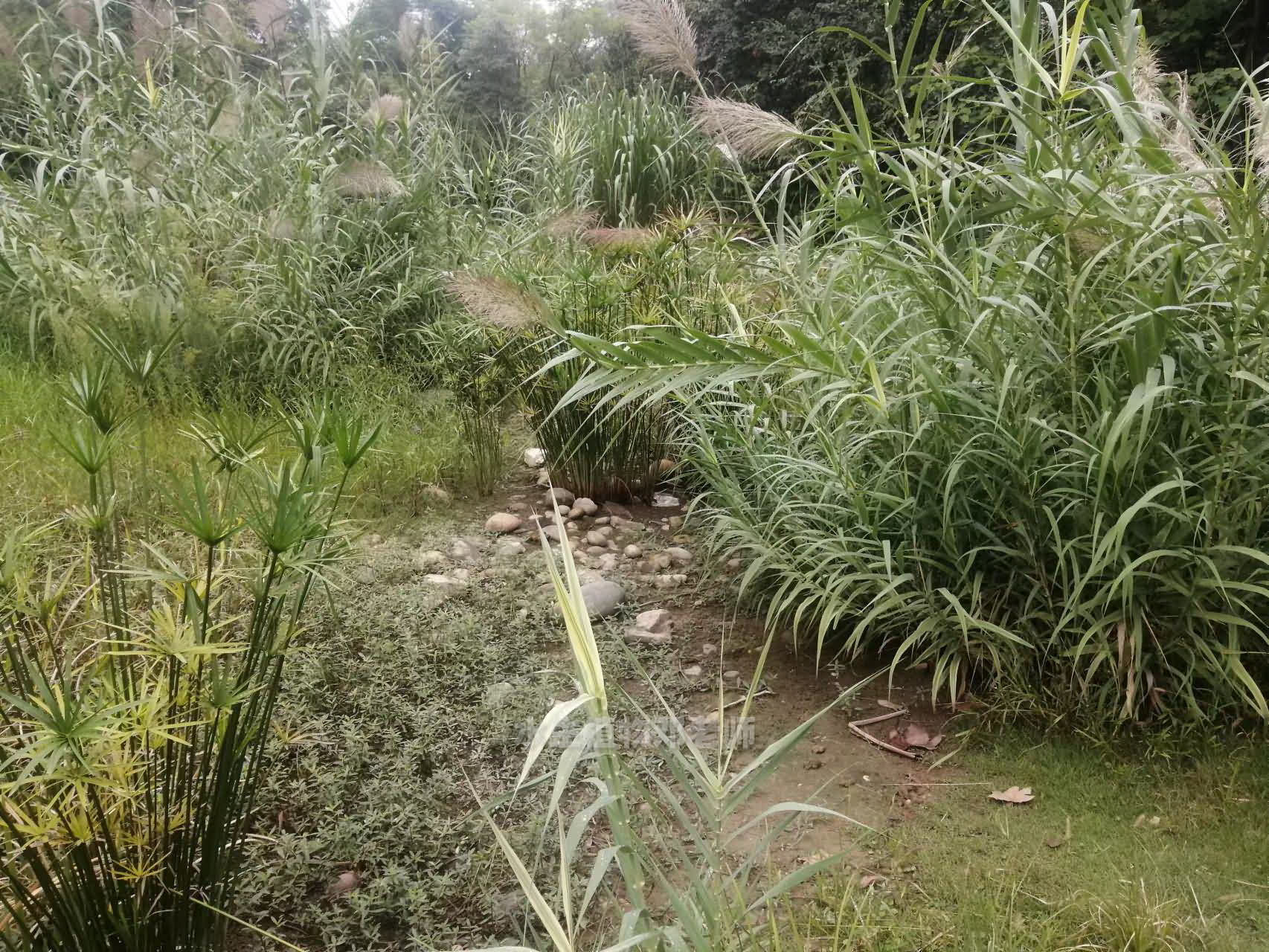 成都锦江区水生植物湿地公园景观打造，芦竹、旱伞草、细叶芒等植物组合搭配