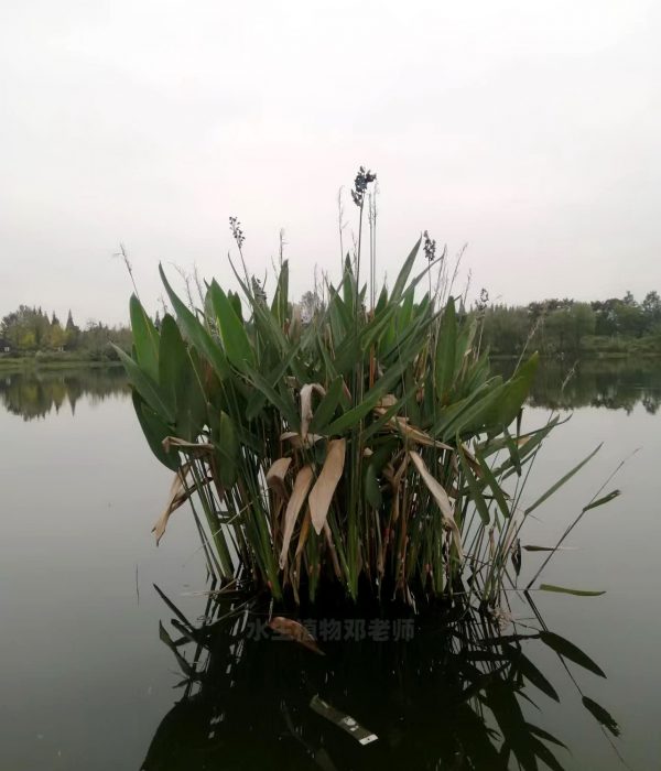 再力花，成都水生植物基地各类大小再力花杯苗出售