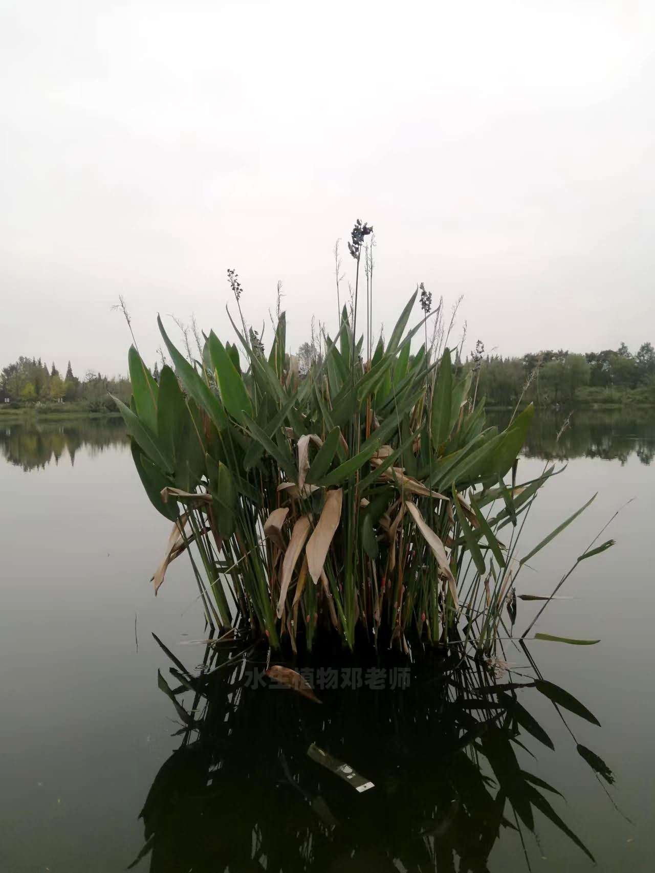 再力花，成都水生植物基地各类大小再力花杯苗出售