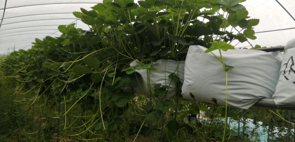 草莓种植时间和方法，草莓种苗管理技术