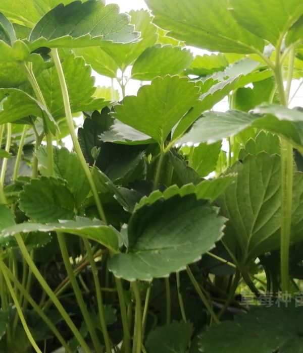 一文读懂草莓栽培种植技术
