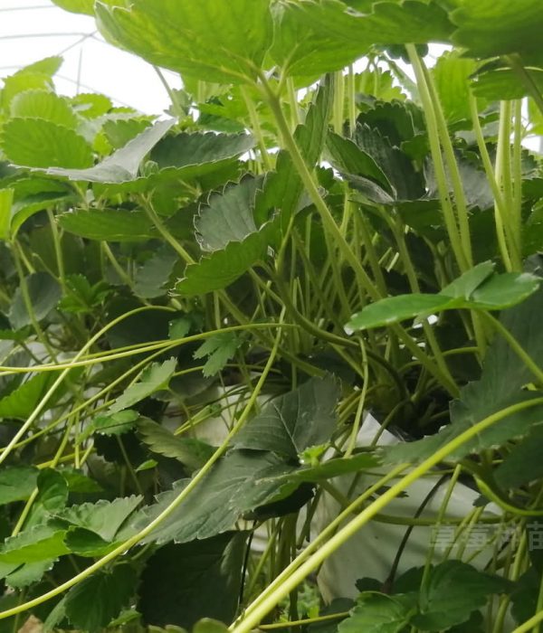 一文读懂草莓种植方法大全，种好吃的草莓攻略