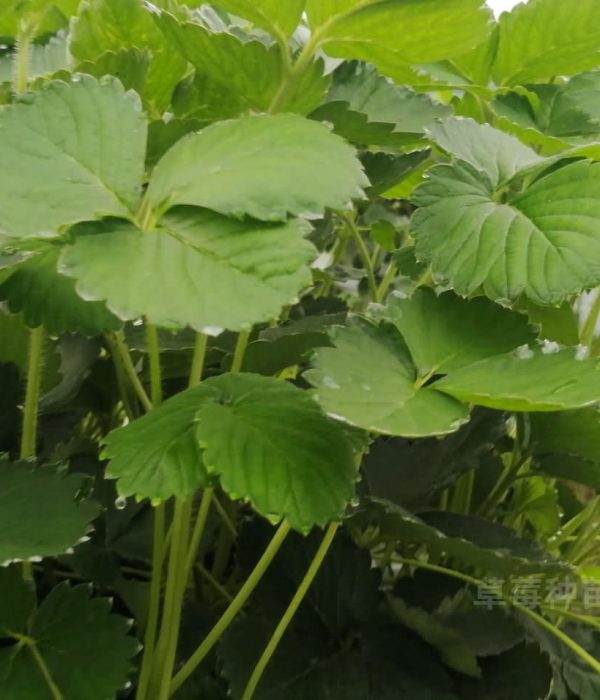 什么是草莓苗，草莓种苗应该怎么选？