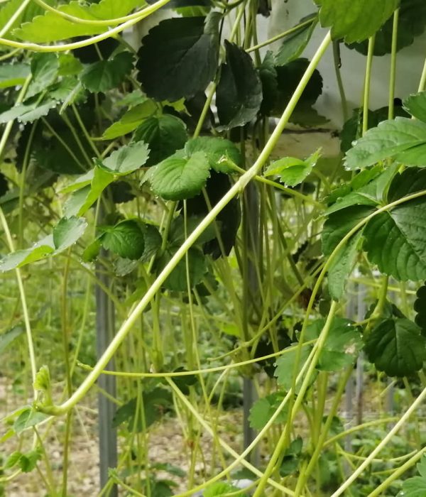越心草莓介绍，越心草莓种苗怎么优产高产