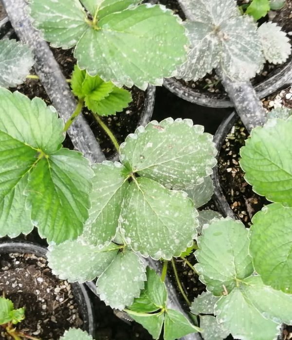 草莓种植时间和方法，草莓种苗管理技术