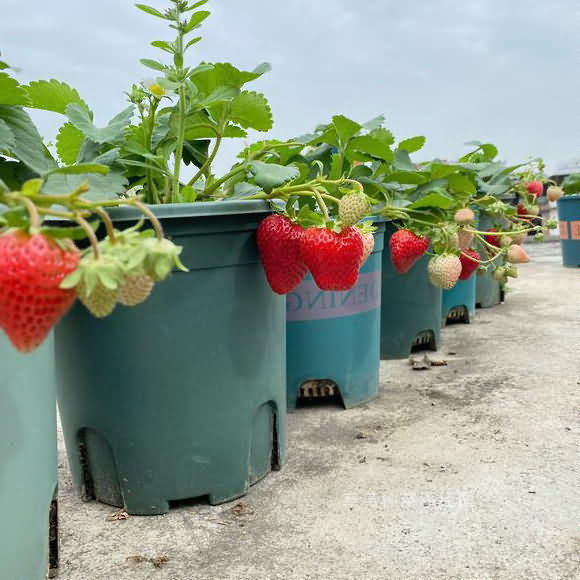 一文读懂草莓栽培种植技术