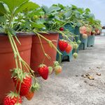 什么是红颜草莓？红颜草莓苗怎么种植