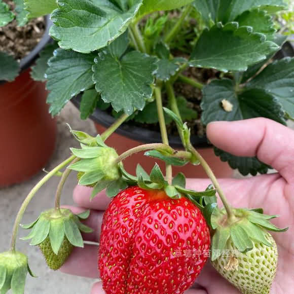 一文读懂草莓种植方法大全，种好吃的草莓攻略
