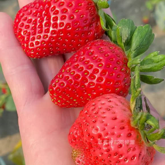 什么是红颜草莓？红颜草莓苗怎么种植