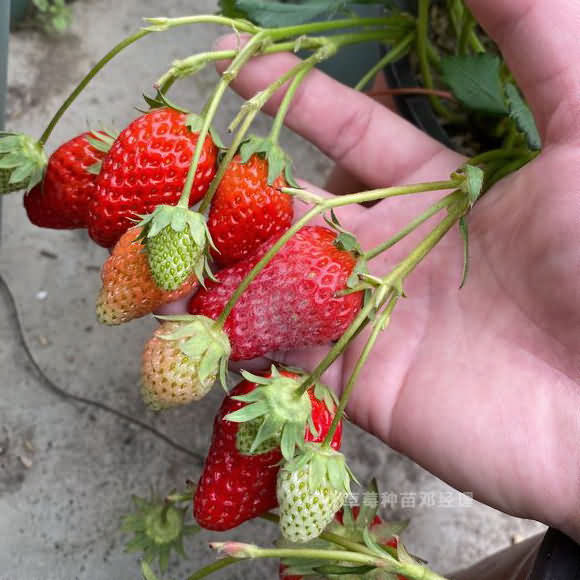 一文读懂草莓种植方法大全，种好吃的草莓攻略