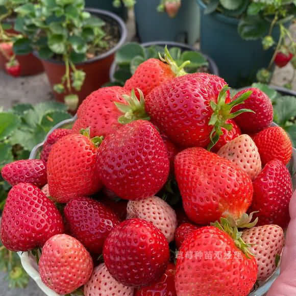 什么是草莓苗，草莓种苗应该怎么选？