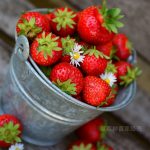 越心草莓介绍，越心草莓种苗怎么优产高产