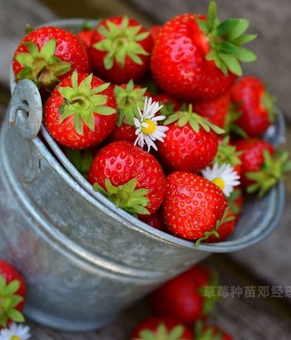 越心草莓介绍，越心草莓种苗怎么优产高产