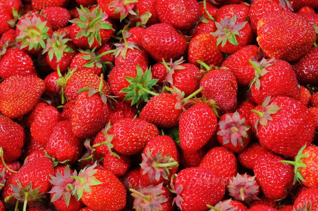 什么是醉侠草莓，醉侠草莓苗的种植技巧