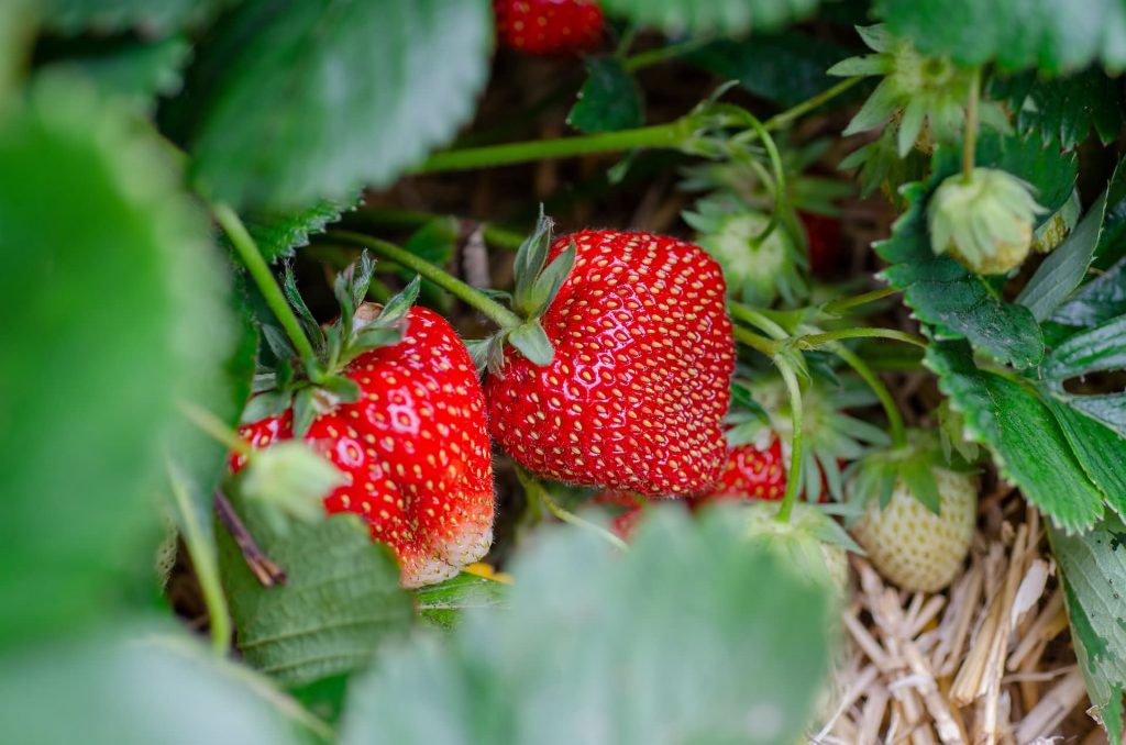 草莓种苗怎么选？知道这几点收获高产草莓园