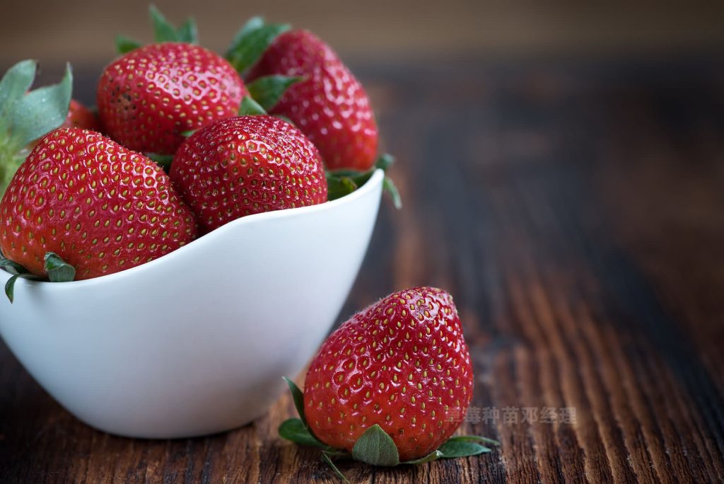 久久草莓俗称丹东草莓，好的草莓种苗才能高产