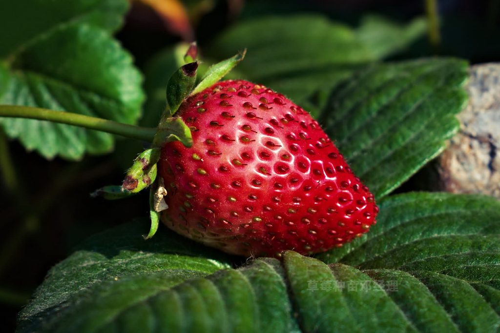 一文读懂草莓栽培种植技术